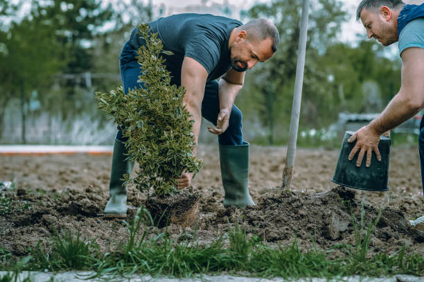 Best Stump Grinding Near Me  in Alto, TX